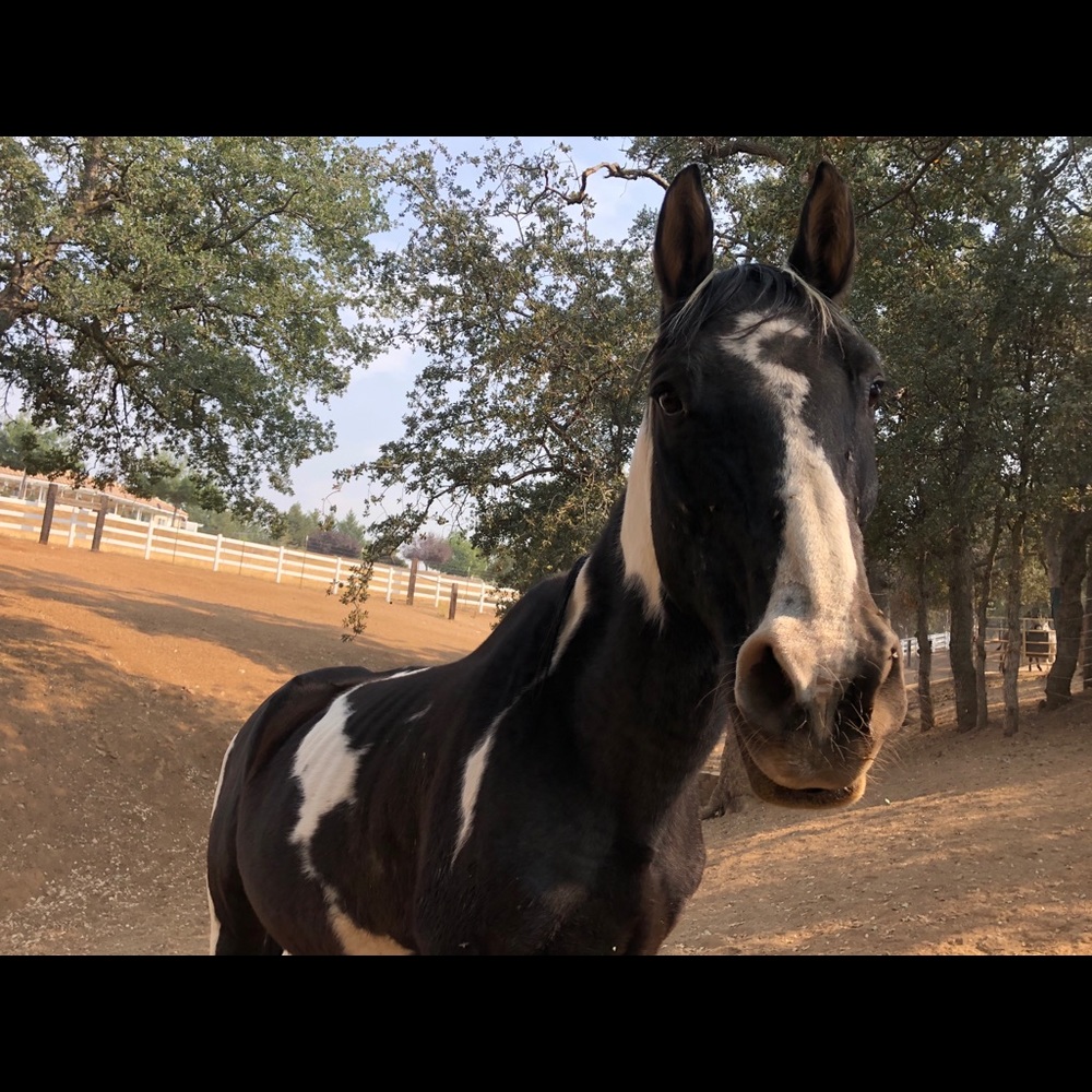 Journey needs hay!  Please shop our closet!
